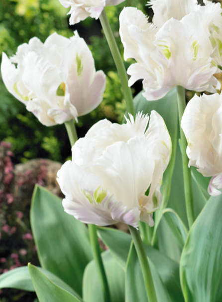 Tulip White Lizard Variety ( Parrot tulip ) 3 bulbs