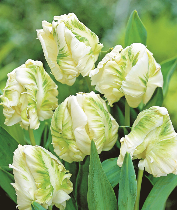 Tulip White Rebel Variety ( Parrot tulip ) 3 bulbs