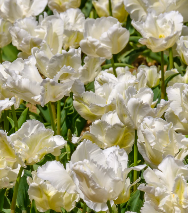 Tulip White Parrot Variety ( Parrot tulip ) 3 bulbs