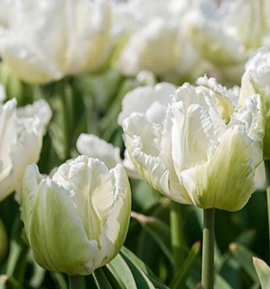 Tulip White Parrot Variety ( Parrot tulip ) 3 bulbs