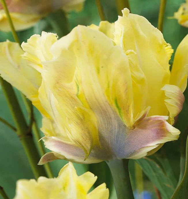 Tulip Golden Lizard Variety ( Parrot tulip ) 3 bulbs