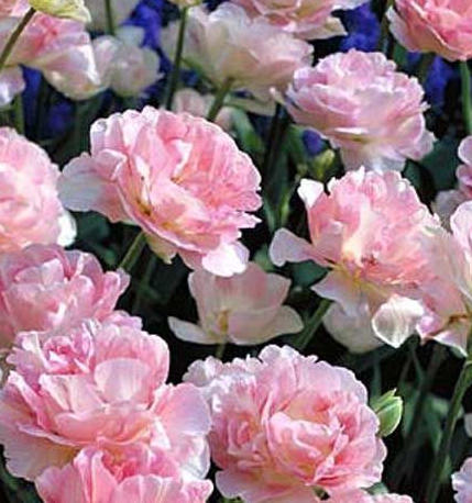 Tulip Angelique Variety ( Whole tulip ) 3 bulbs