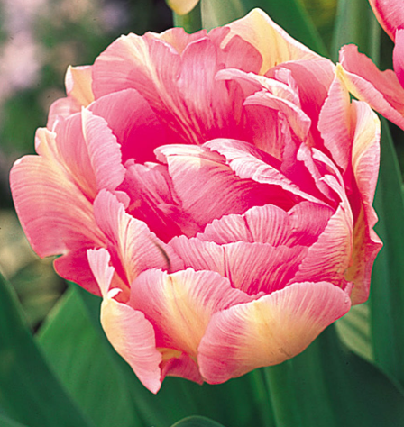 Tulip Peach Blossom Variety ( Whole tulip ) 3 bulbs
