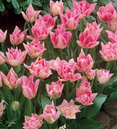 Tulip Peach Blossom Variety ( Whole tulip ) 3 bulbs