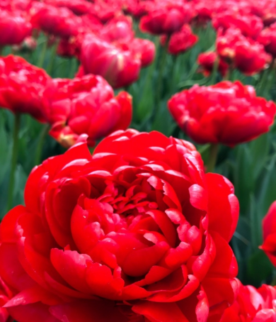 Tulip Miranda Variety ( Whole tulip ) 3 bulbs