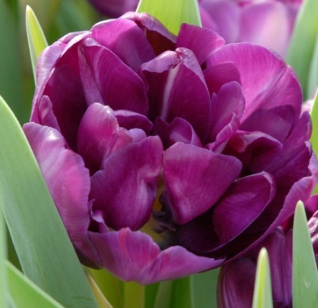 Tulip Blue Diamond Variety ( Whole tulip ) 3 bulbs