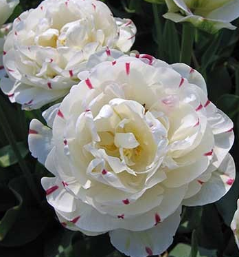 Tulip Dance Line Variety ( Whole tulip ) 3 bulbs