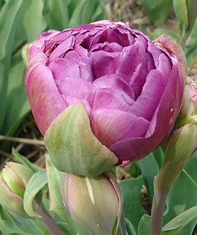 Tulip Blue Wow Variety ( Whole tulip ) 3 bulbs