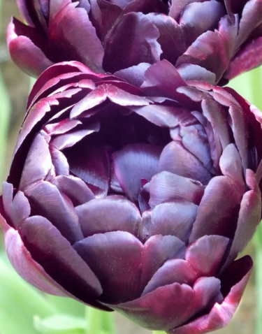 Tulip Black Hero Variety ( Whole tulip ) 3 bulbs