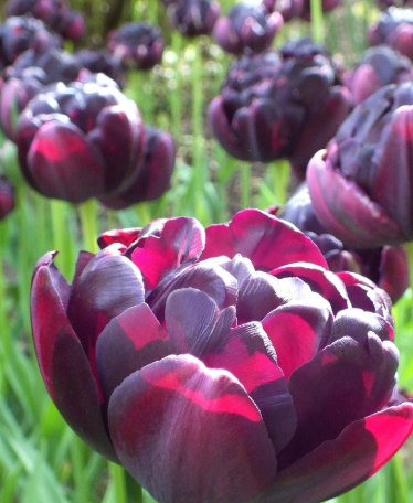 Tulip Black Hero Variety ( Whole tulip ) 3 bulbs