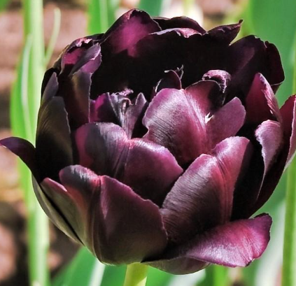 Tulip Black Hero Variety ( Whole tulip ) 3 bulbs