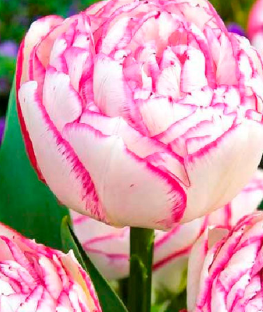 Tulip Double Touch Variety ( Whole tulip ) 3 bulbs