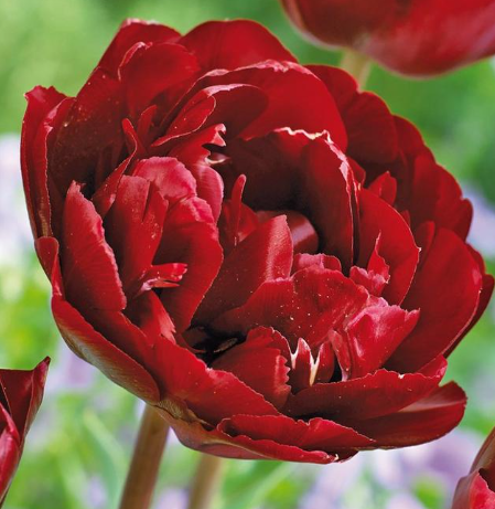 Tulip Uncle Tom Variety ( Whole tulip ) 3 bulbs