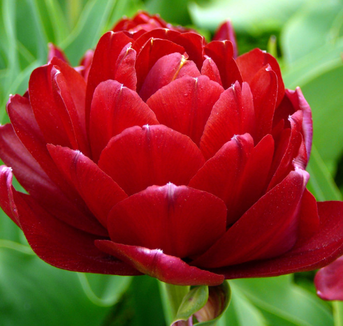 Tulip Uncle Tom Variety ( Whole tulip ) 3 bulbs