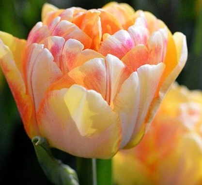 Tulip Foxy Foxtrot Variety ( Whole tulip ) 3 bulbs