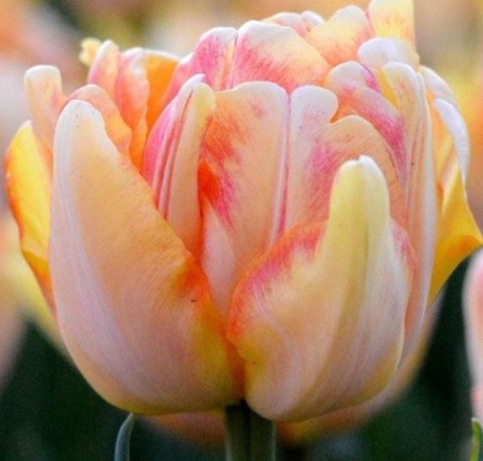 Tulip Foxy Foxtrot Variety ( Whole tulip ) 3 bulbs