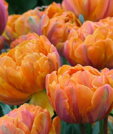 Tulip Orange Princess Variety ( Whole tulip ) 3 bulbs