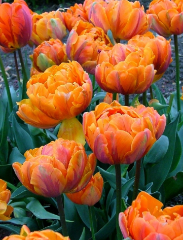 Tulip Orange Princess Variety ( Whole tulip ) 3 bulbs