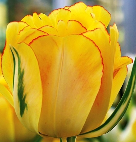 Tulip Akebono Variety ( Whole tulip ) 3 bulbs
