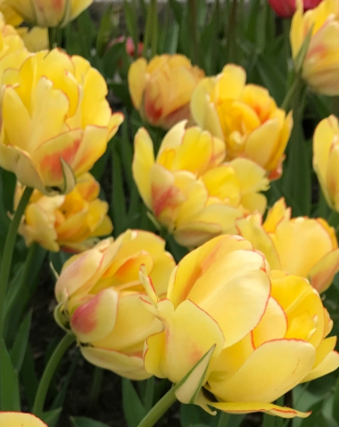 Tulip Akebono Variety ( Whole tulip ) 3 bulbs