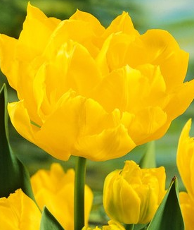 Tulip Yellow Margarita Variety ( Whole tulip ) 3 bulbs