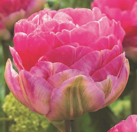 Tulip Pinksize Variety ( Whole tulip ) 3 bulbs