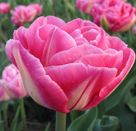 Tulip Voque Variety ( Whole tulip ) 3 bulbs