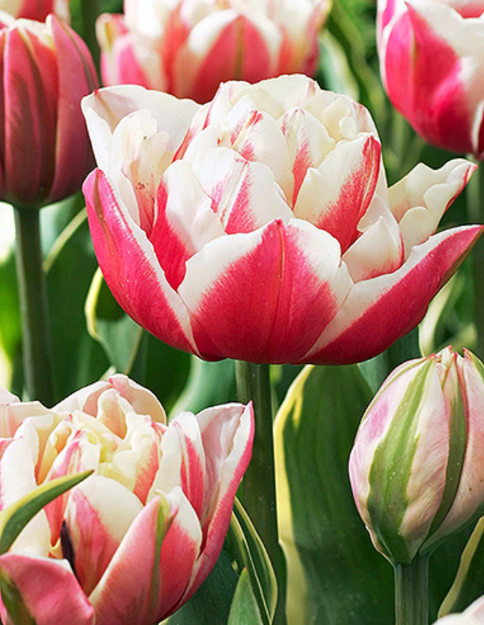 Tulip Toplips Variety ( Whole tulip ) 3 bulbs