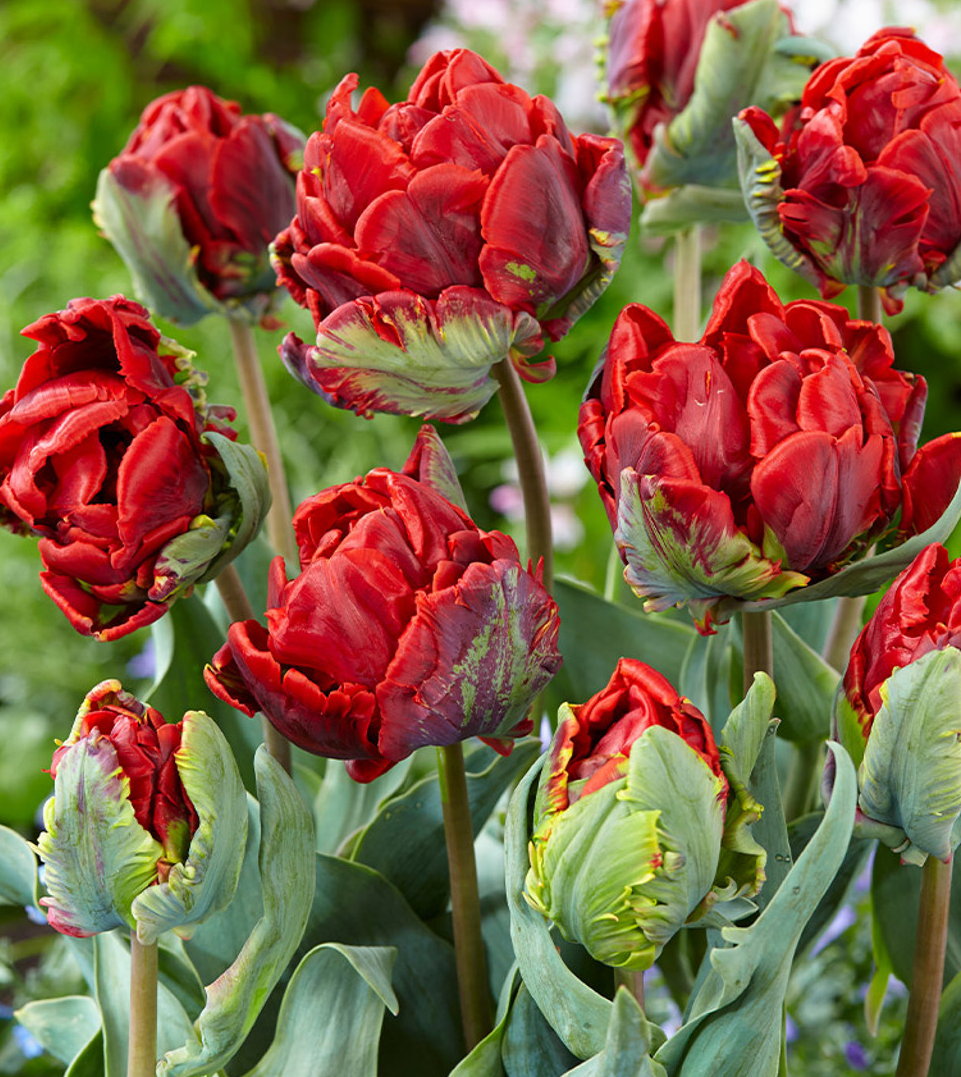 Tulip Double Rococo Variety ( Whole tulip ) 3 bulbs