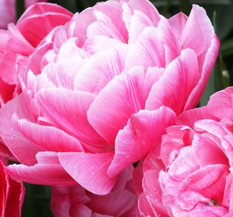 Tulip Aveyron Variety ( Whole tulip ) 3 bulbs