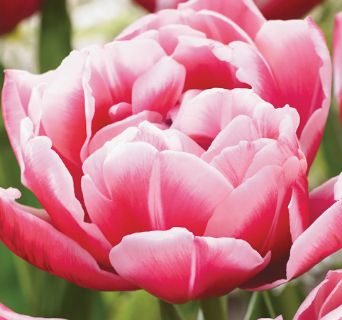 Tulip Columbus Variety ( Whole tulip ) 3 bulbs