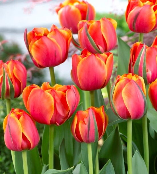 Tulip Double Queensday Variety ( Whole tulip ) 3 bulbs