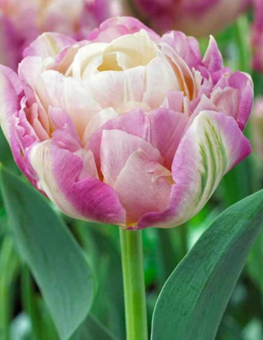 Tulip Sweet Desire Variety ( Whole tulip ) 3 bulbs