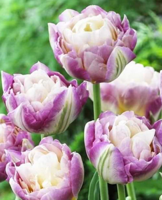 Tulip Sweet Desire Variety ( Whole tulip ) 3 bulbs