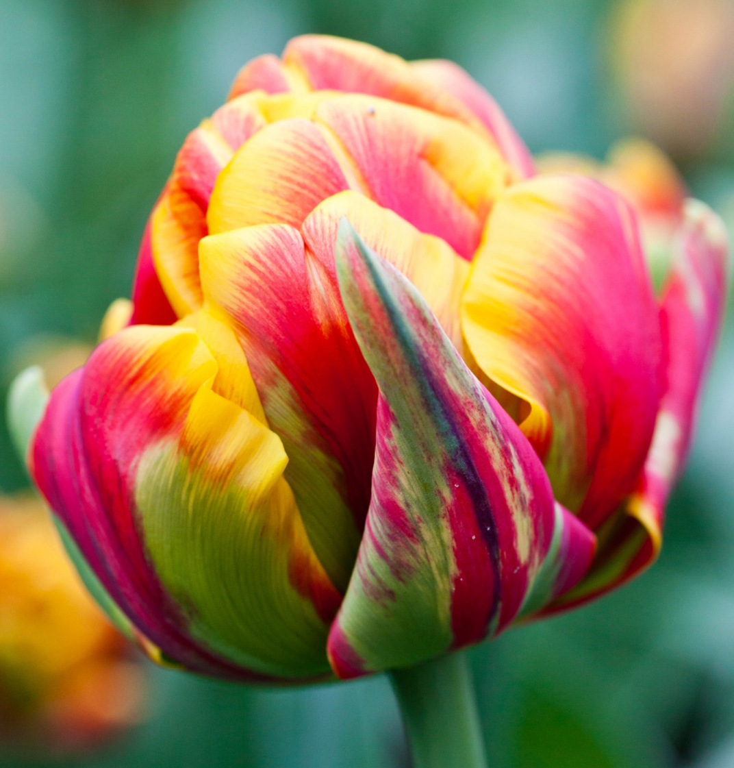 Tulip Cilesta Variety ( Whole tulip ) 3 bulbs