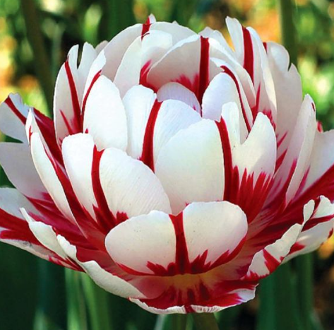 Tulip Carnaval De Nice Variety ( Whole tulip ) 3 bulbs