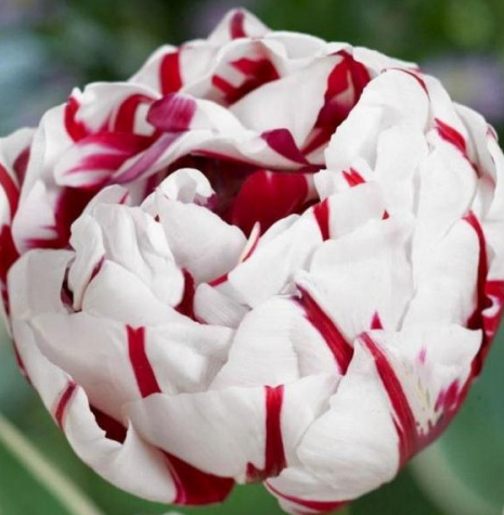 Tulip Carnaval De Nice Variety ( Whole tulip ) 3 bulbs