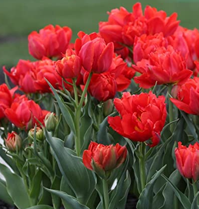 Tulip Abba Variety ( Whole tulip ) 3 bulbs