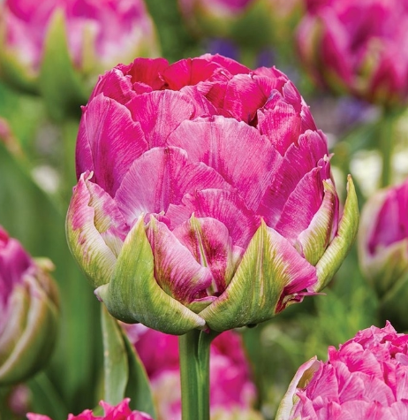 Tulip Wicked in Pink Variety ( Whole tulip ) 3 bulbs