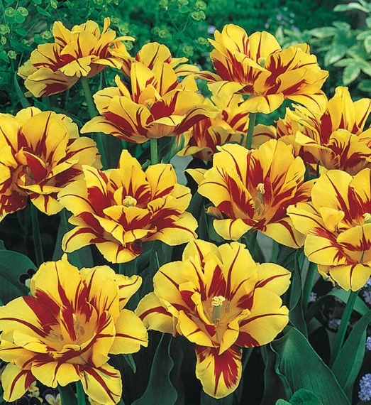 Tulip Monsella Variety ( Whole tulip ) 3 bulbs