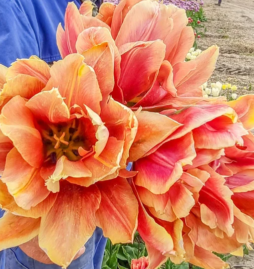Tulip Callahan Variety ( Whole tulip ) 3 bulbs