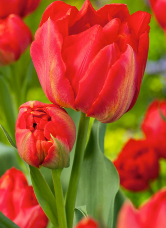 Tulip Viking Variety ( Whole tulip ) 3 bulbs