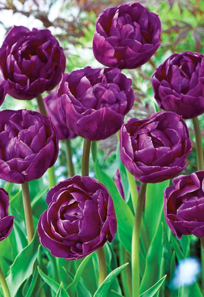 Tulip Backpacker Variety ( Whole tulip ) 3 bulbs