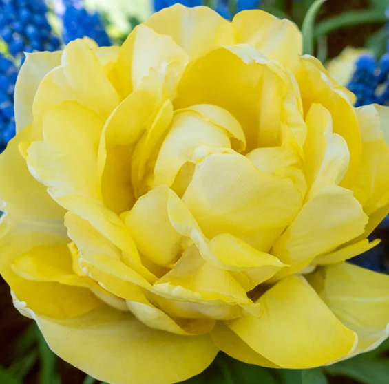 Tulip Secret Perfume Variety ( Whole tulip ) 3 bulbs