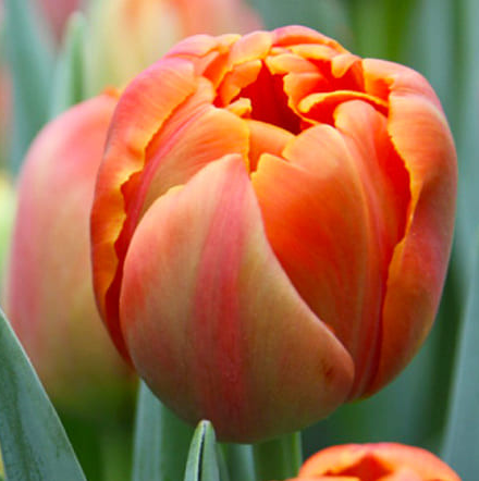 Tulip Icoon Variety ( Whole tulip ) 3 bulbs