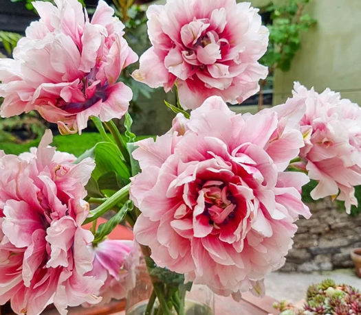Tulip Love Whisper Variety ( Whole tulip ) 3 bulbs