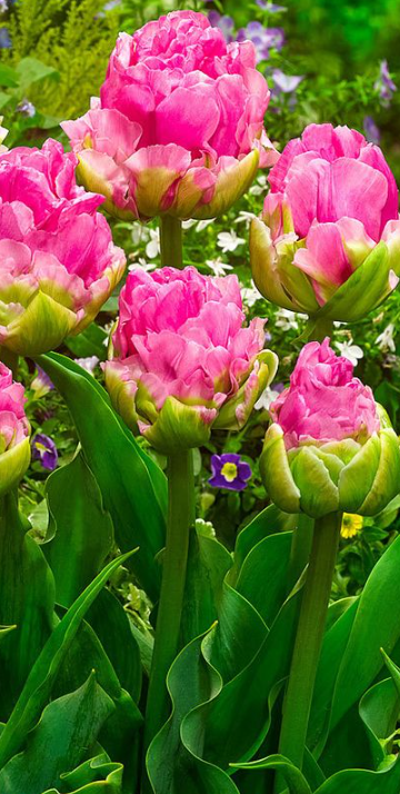 Tulip Double Arosa Variety ( Whole tulip ) 3 bulbs