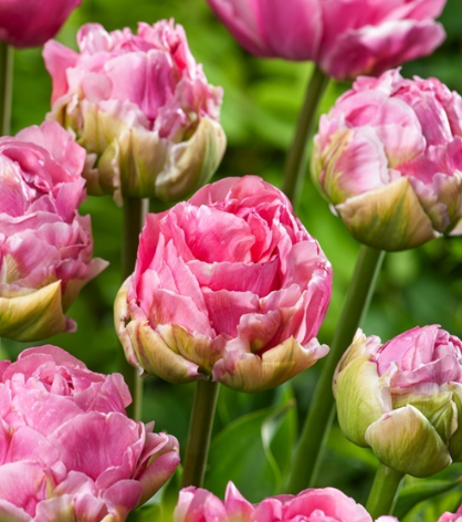 Tulip Double Arosa Variety ( Whole tulip ) 3 bulbs