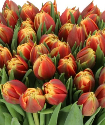 Tulip Congo Variety ( Whole tulip ) 3 bulbs