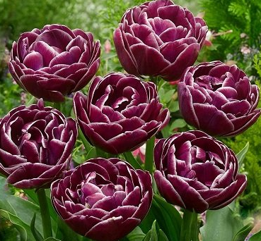 Tulip Dream Touch Variety ( Whole tulip ) 3 bulbs